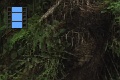 Scene 13_hssflight_Following Morpho peleides flying around banana bait